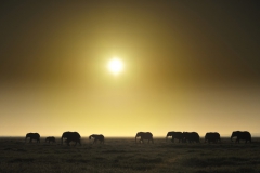 Amboseli National Park (Kenya)